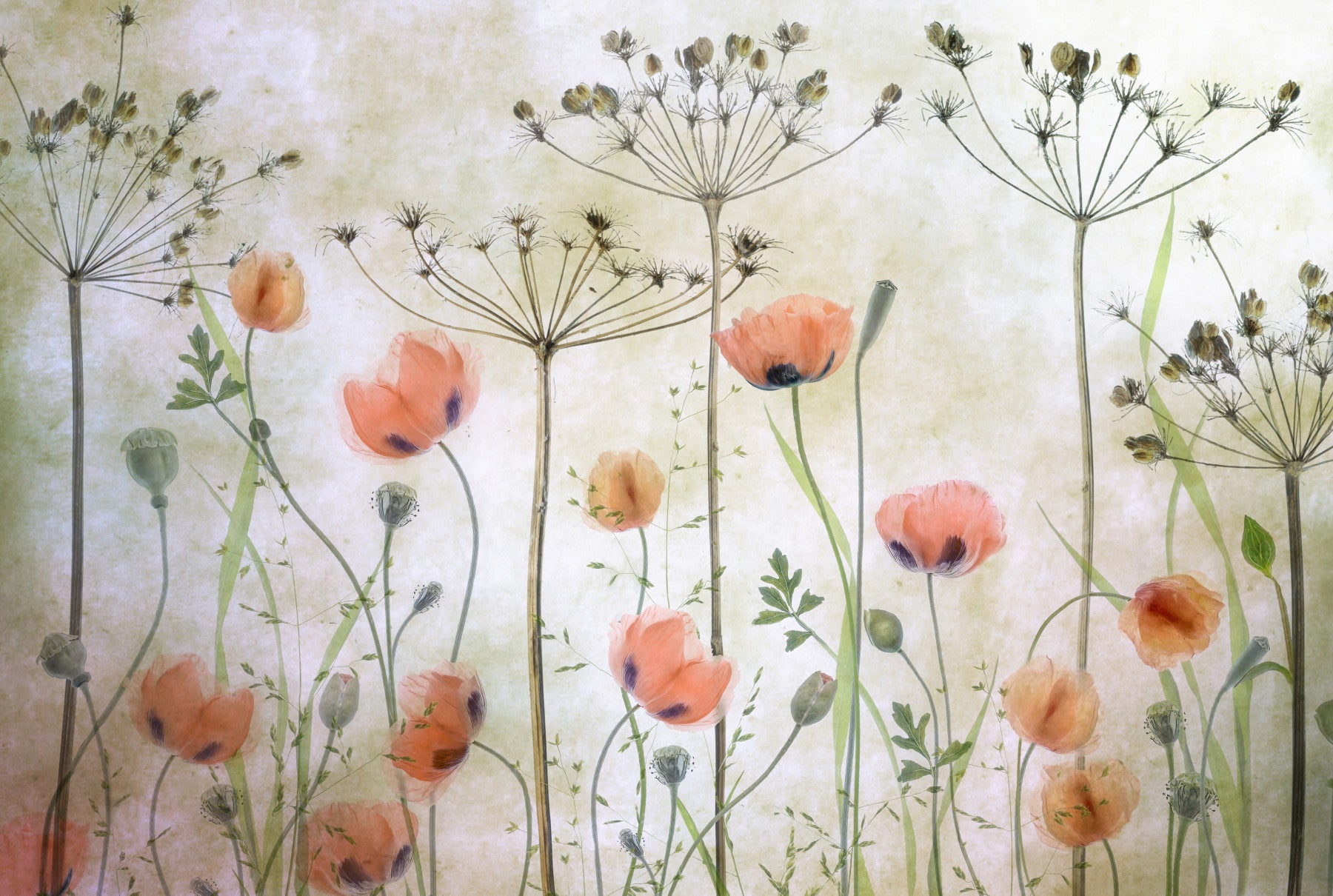 Painted Bloom Wall Mural -1673301