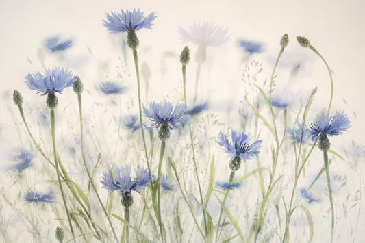 Cornflower Meadow Wall Mural -1880090