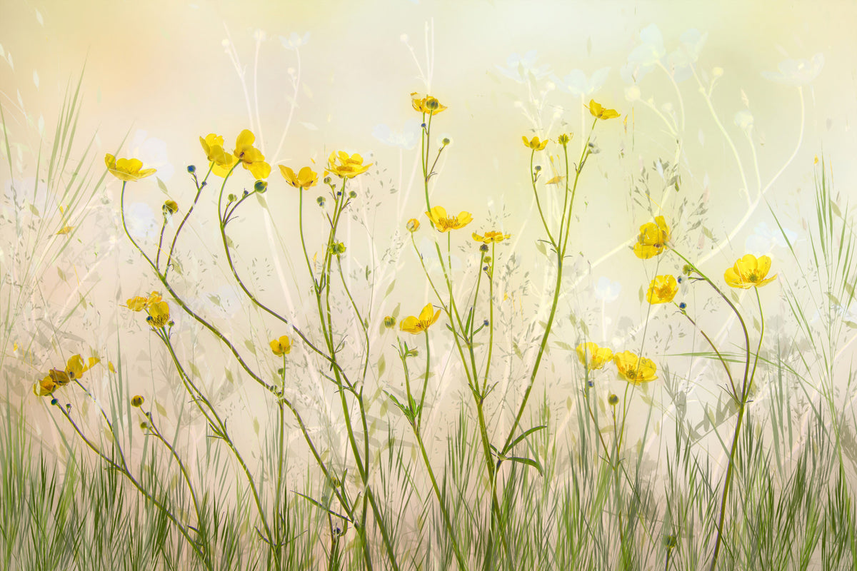 Golden Meadow Dreams Wall Mural -1871580 in your room — zoomed
