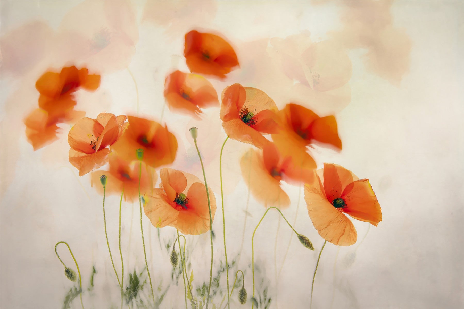 Whispering Poppies Wall Mural -1879092