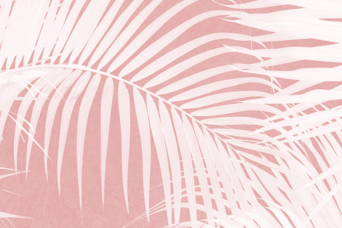 Palm Blush Wall Mural -2584043
