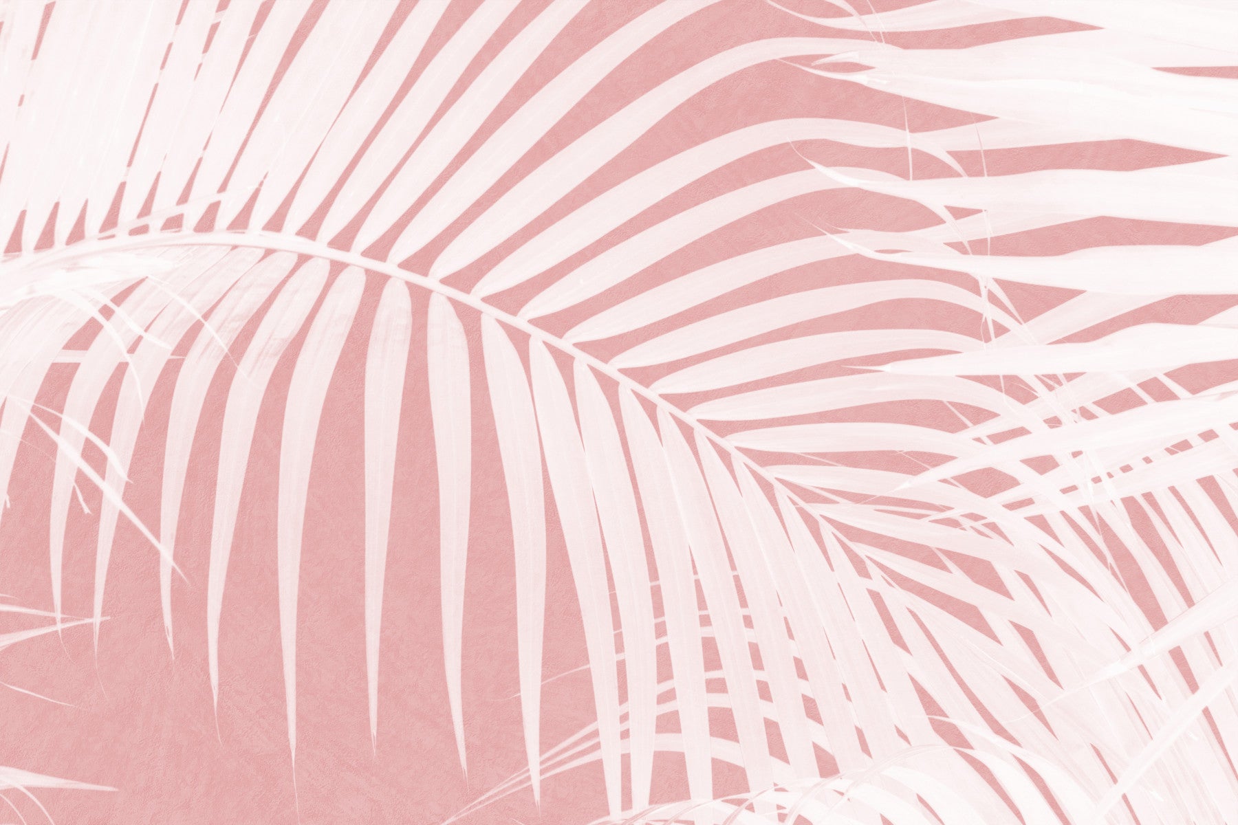 Palm Blush Wall Mural -2584043 in your room — zoomed