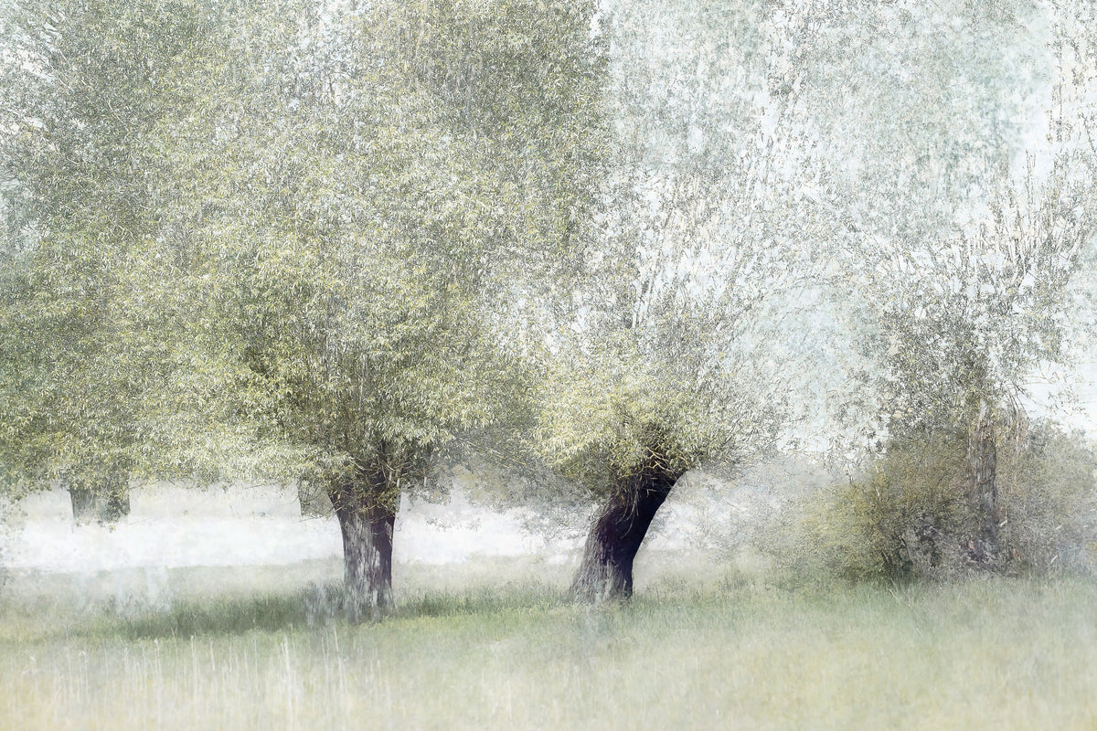 Willow Whisper Wall Mural -1702940 in your room — zoomed