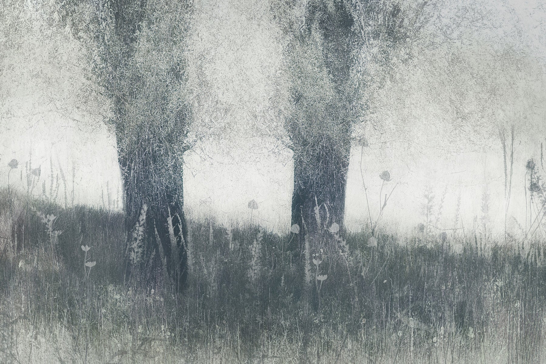 Misty Arbor Elegance Wall Mural -2262238