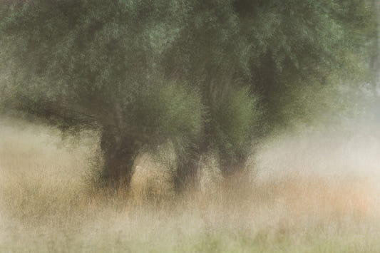 Misty Grove Wall Mural -1749644