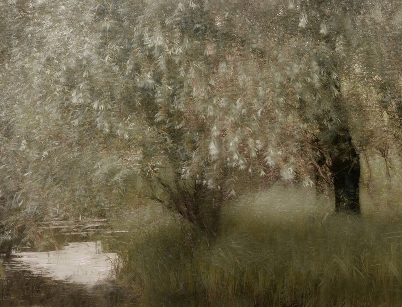 Fresque murale Willow Whispers -1534233