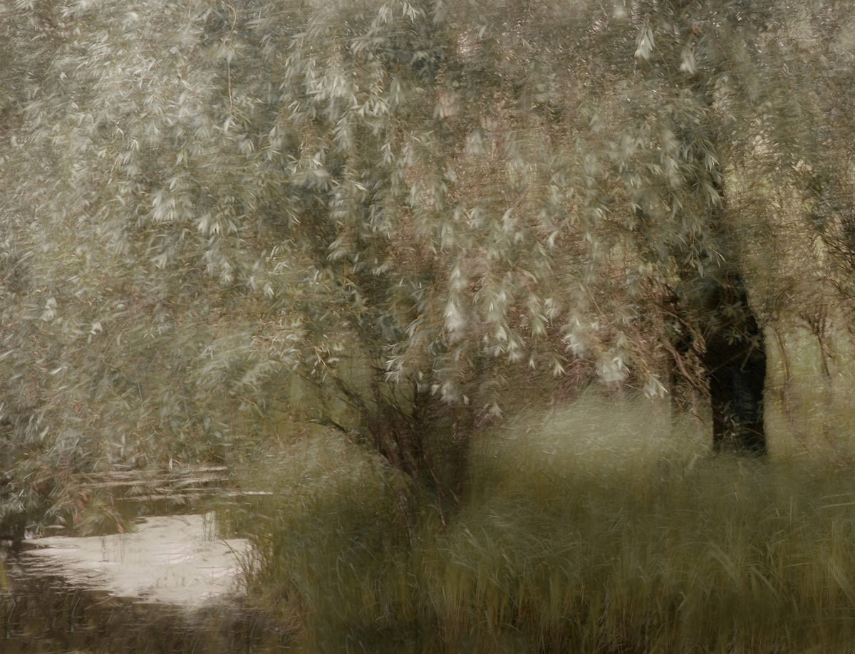 Willow Whispers Wall Mural -1534233 in your room — zoomed