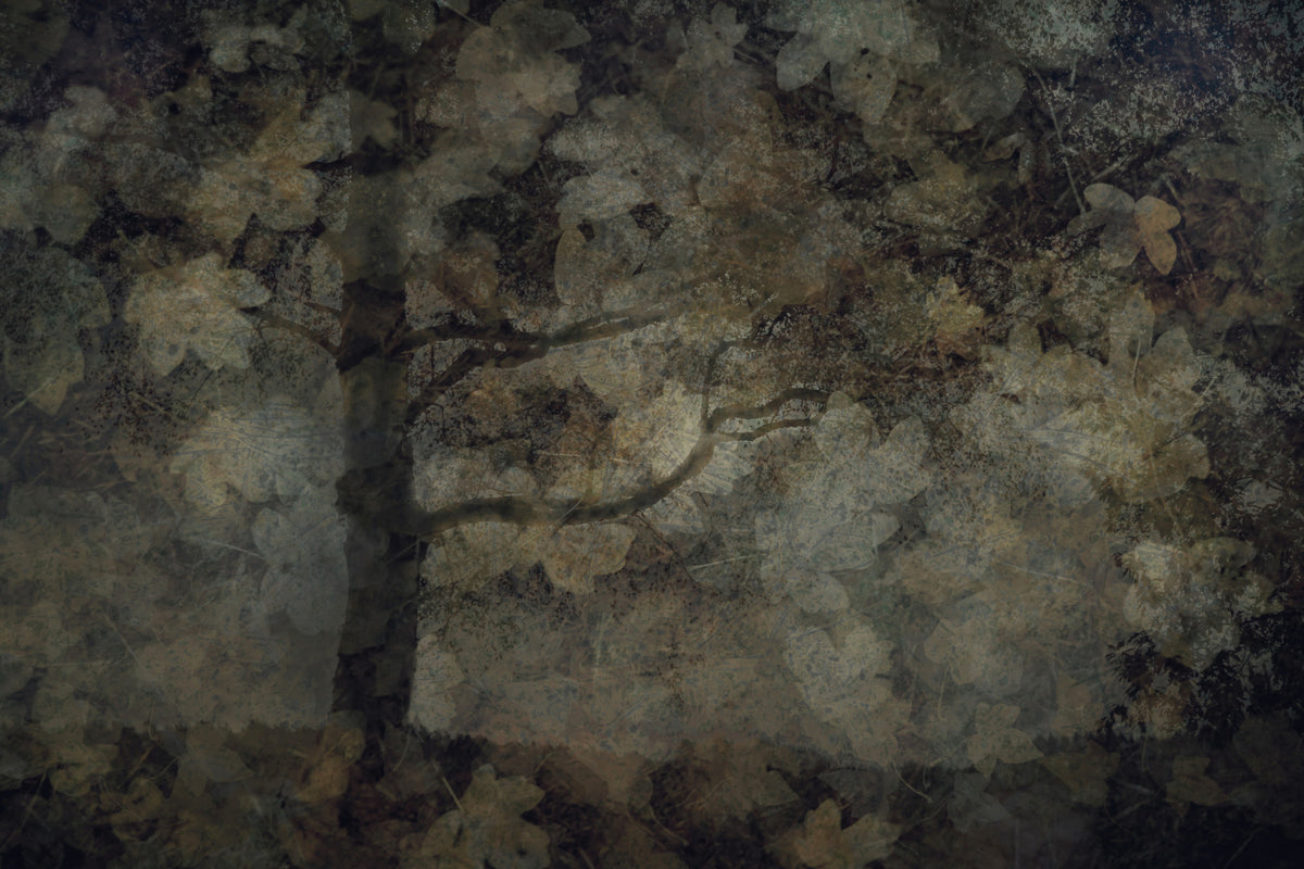 Ethereal Woodland Wall Mural -1760532 in your room — zoomed