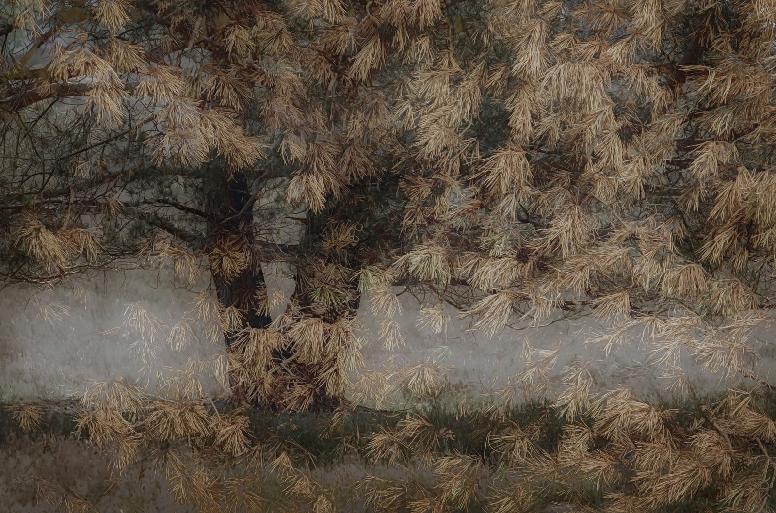 Whispering Pines Wall Mural -1531082