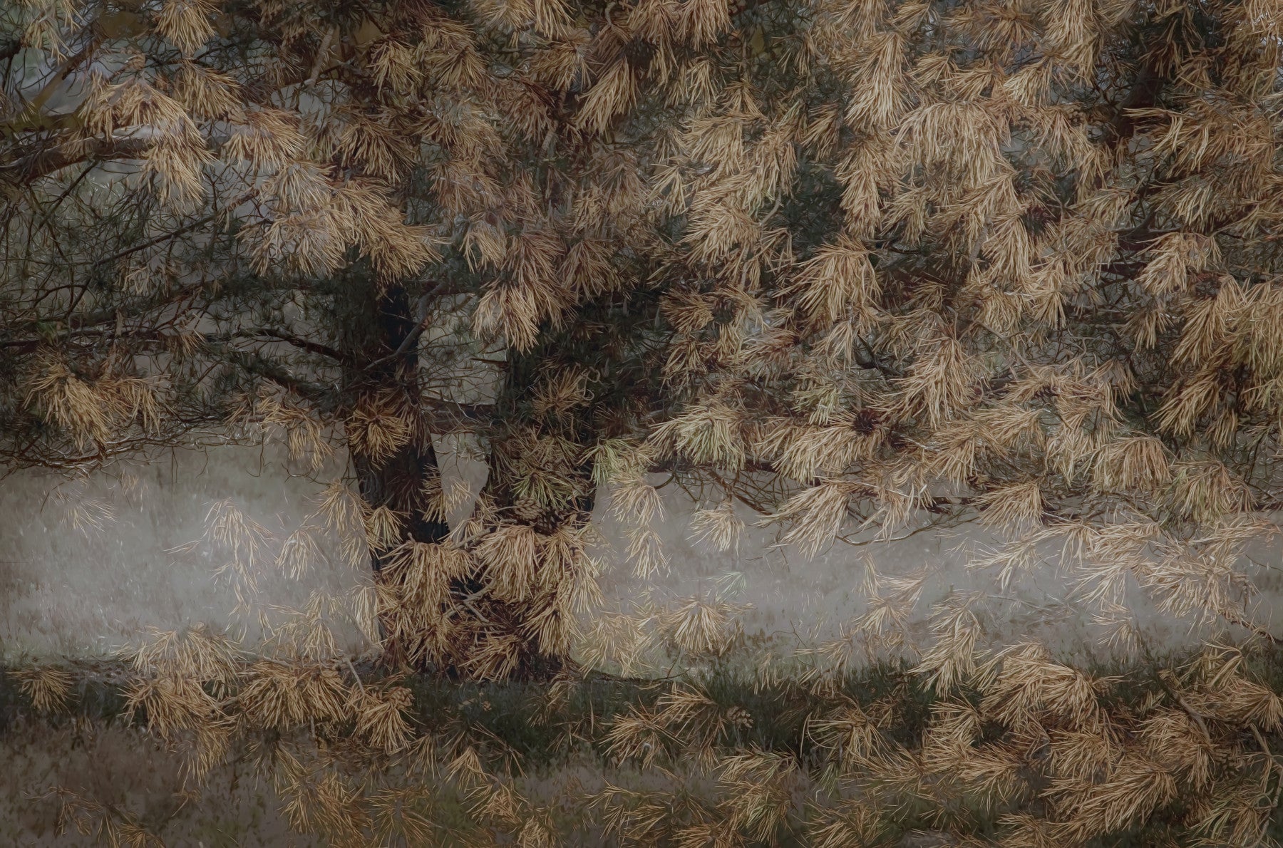 Whispering Pines Wall Mural -1531082 in your room — zoomed
