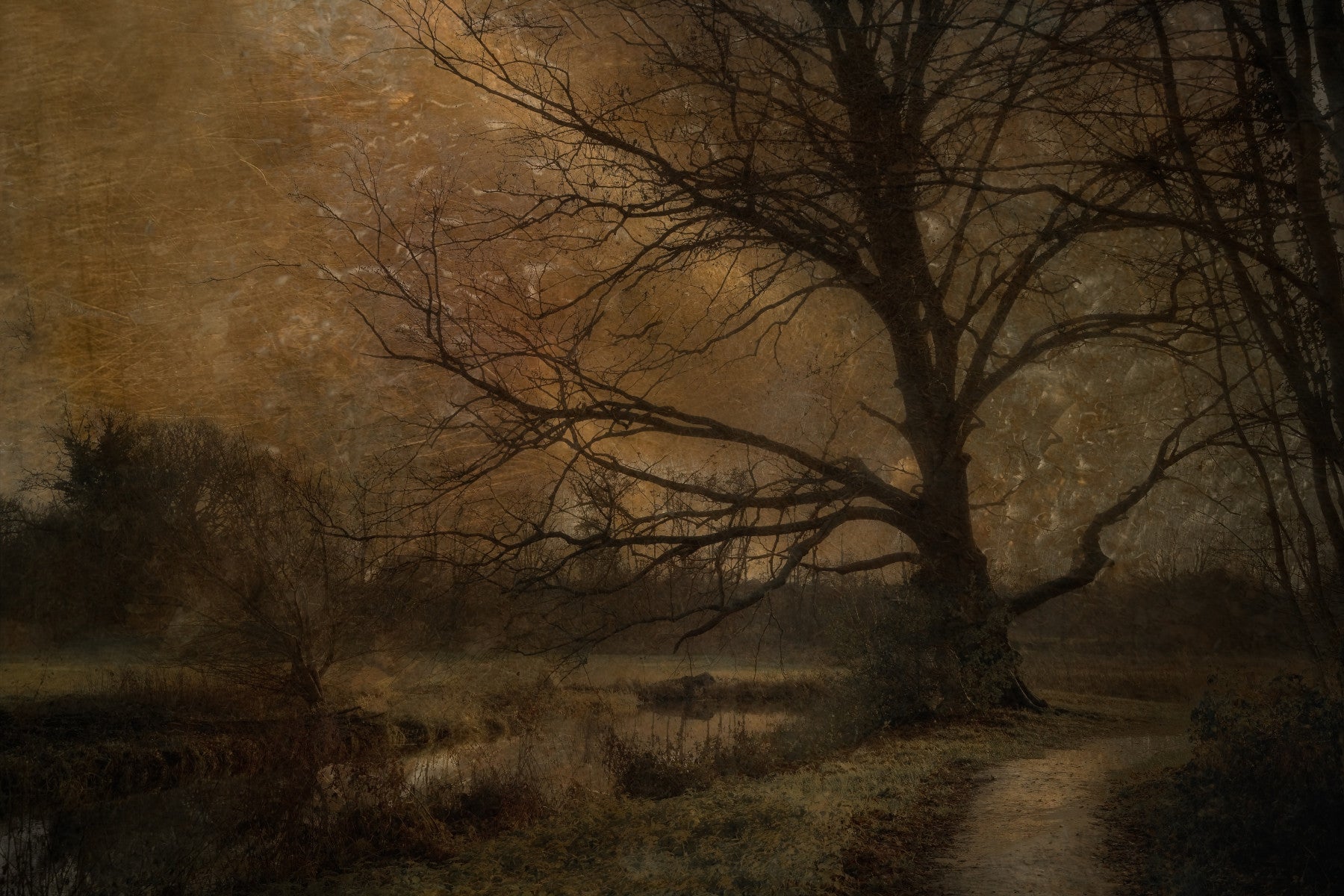 Papier peint panoramique Golden Grove Twilight -1644233