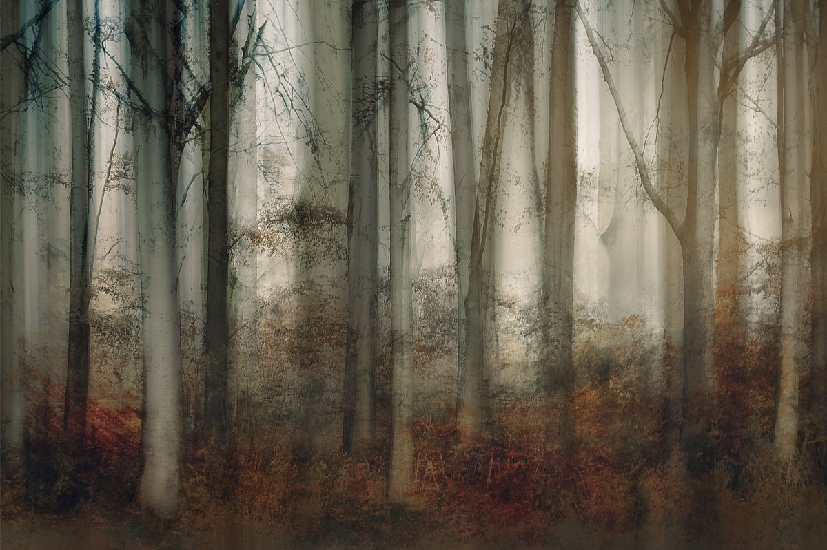 Enchanted Forest Haze Wall Mural -2109985 in your room — zoomed