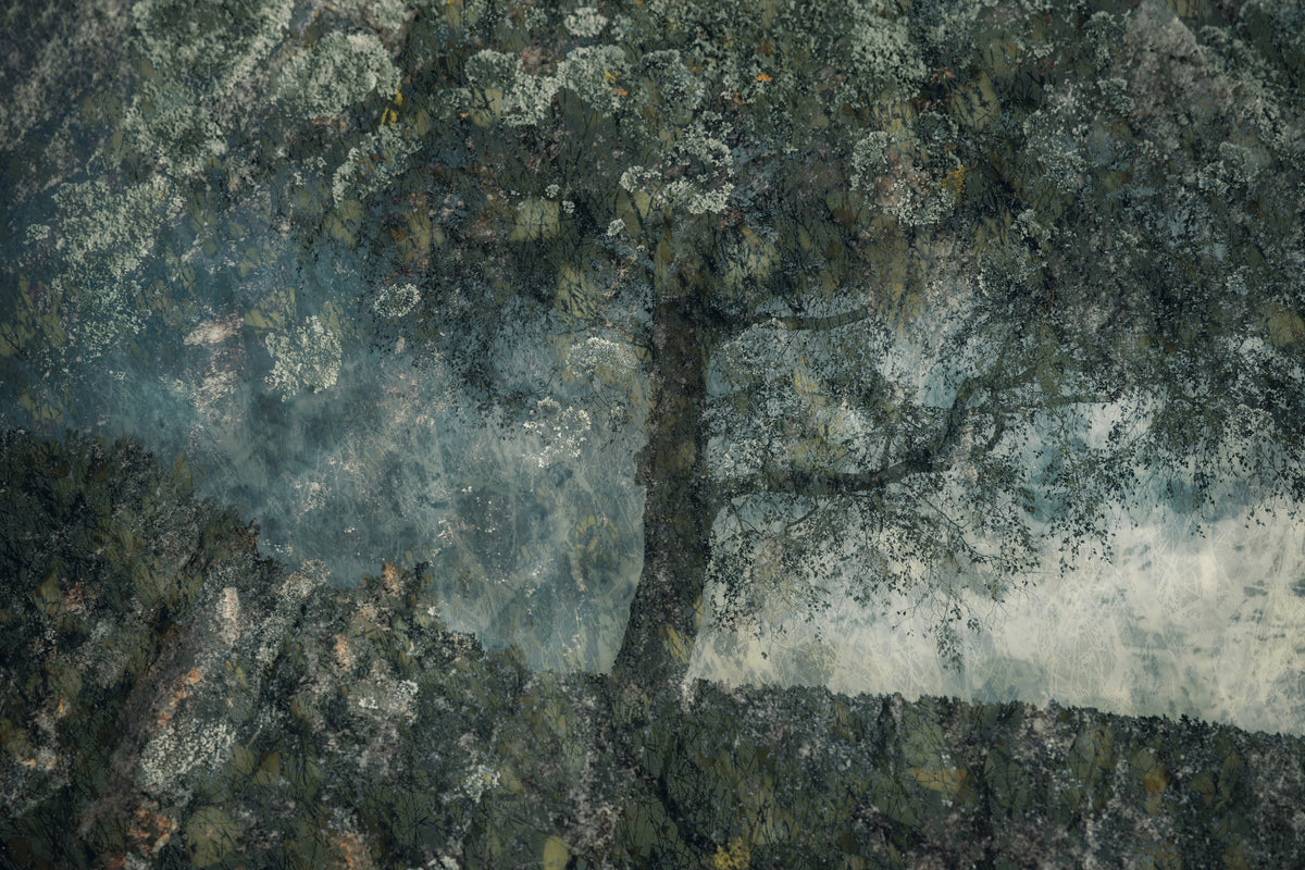 Fresque murale Bosquet Fantomatique -1754621 in your room — zoomed