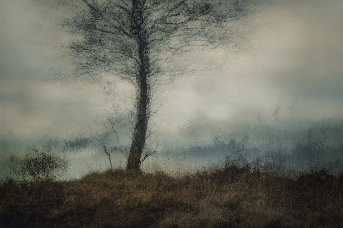 Misty Tree Wall Mural -1875105 in your room
