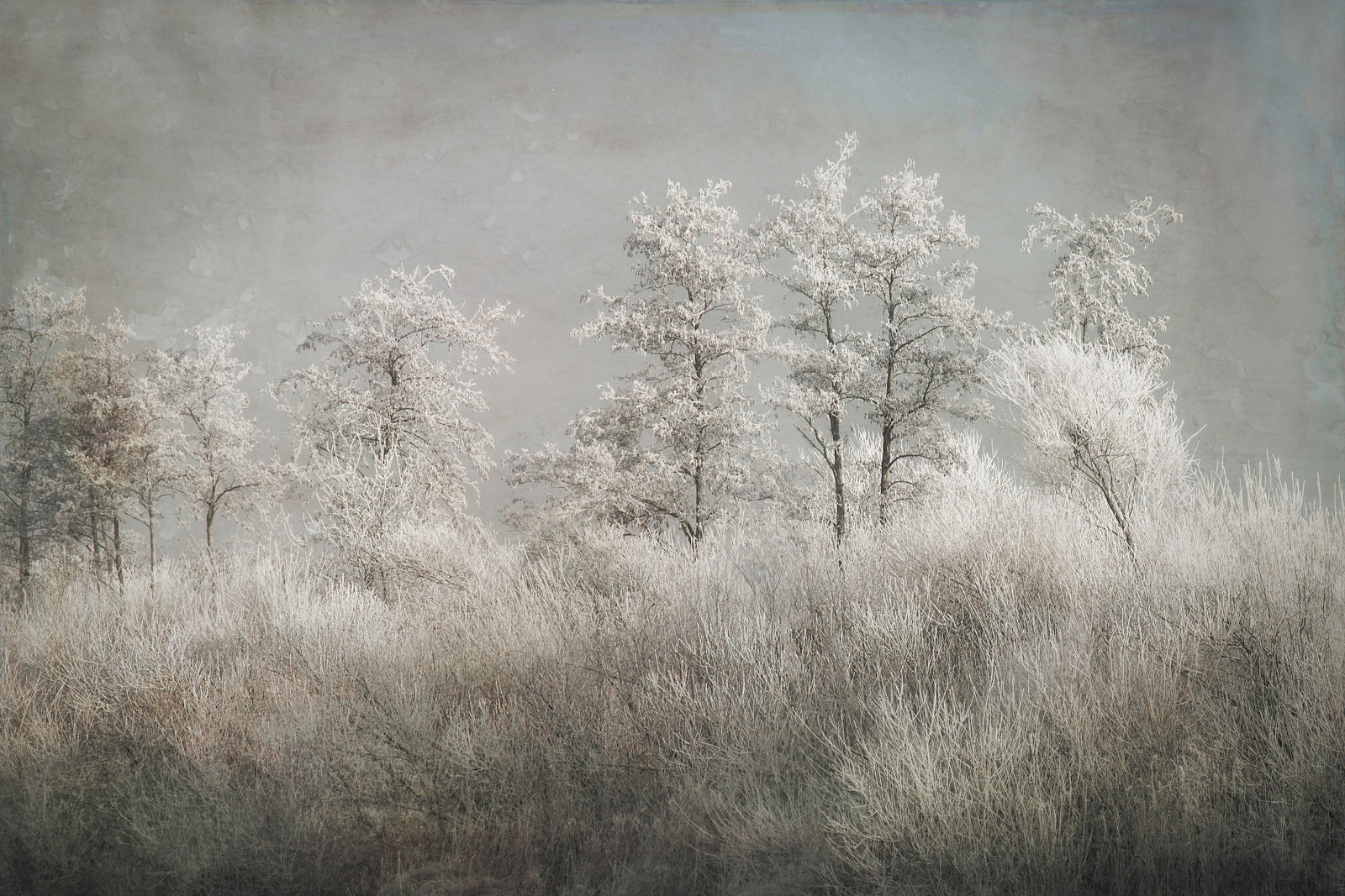 Frosted Stillness Wall Mural -1646833 in your room