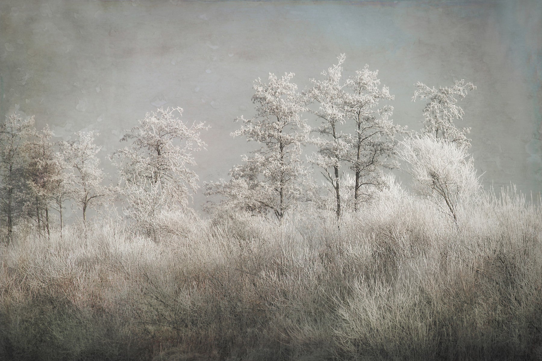Frosted Stillness Wall Mural -1646833