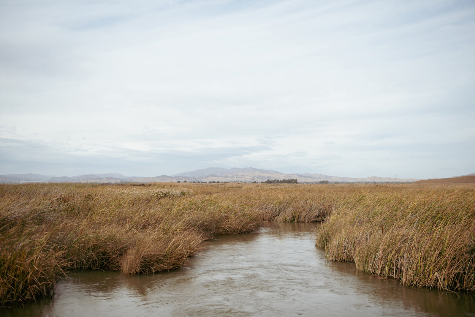 Tranquil Marsh View Wall Mural -2670006