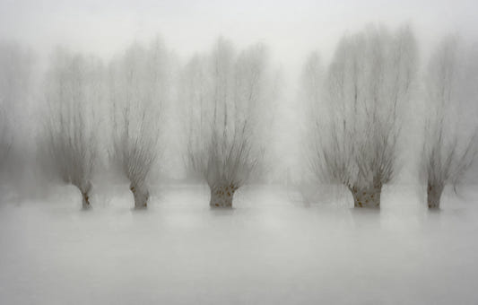 Misty Grove Serenity Wall Mural -1471005