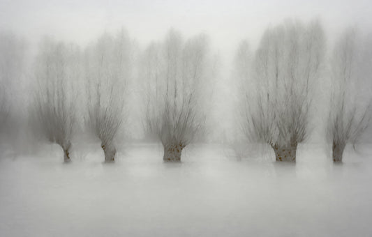 Misty Grove Serenity Wall Mural -1471005