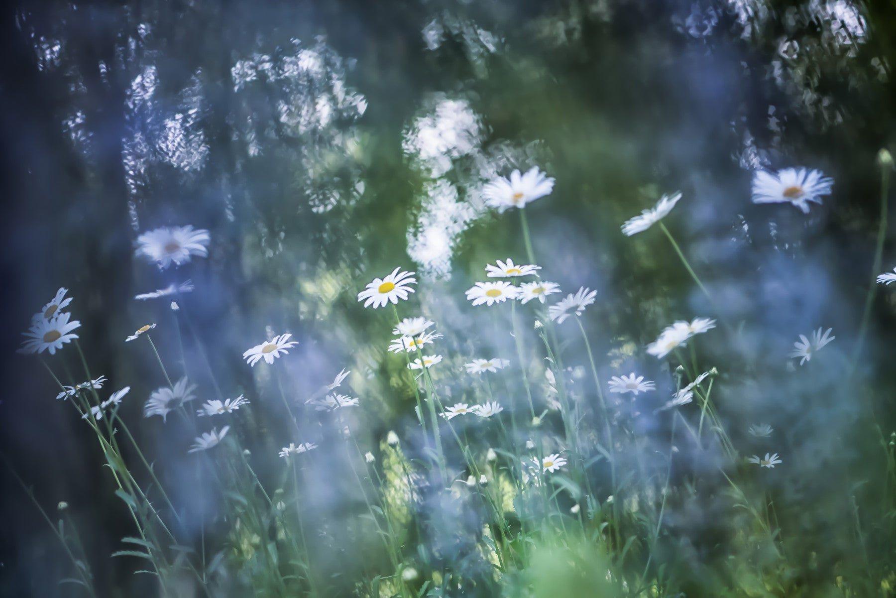 Daisy Dreamscape Wall Mural -2596582 in your room — zoomed