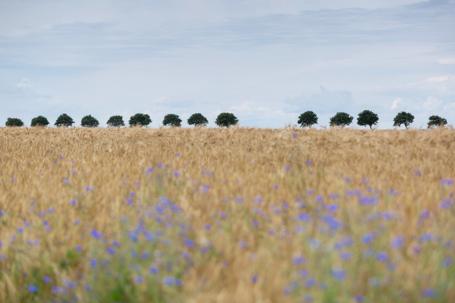 Golden Fields Serenity Wall Mural -2658156