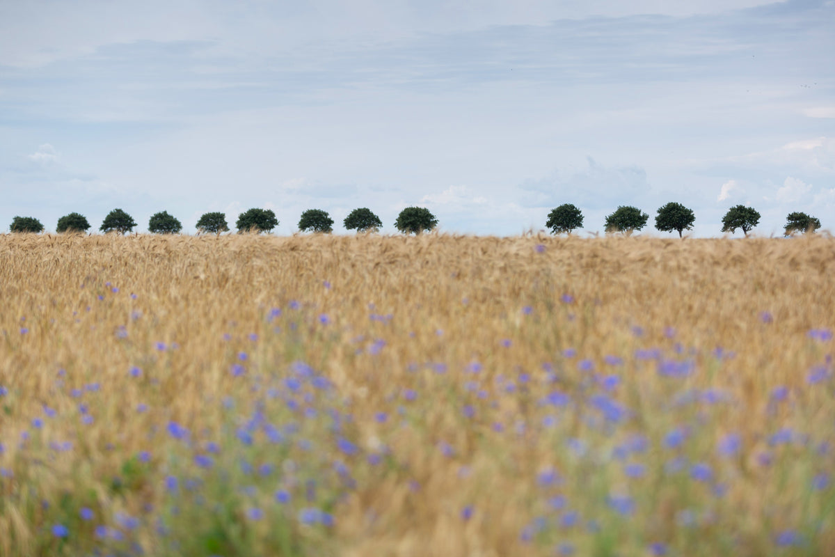 Golden Fields Serenity Wall Mural -2658156 in your room — zoomed
