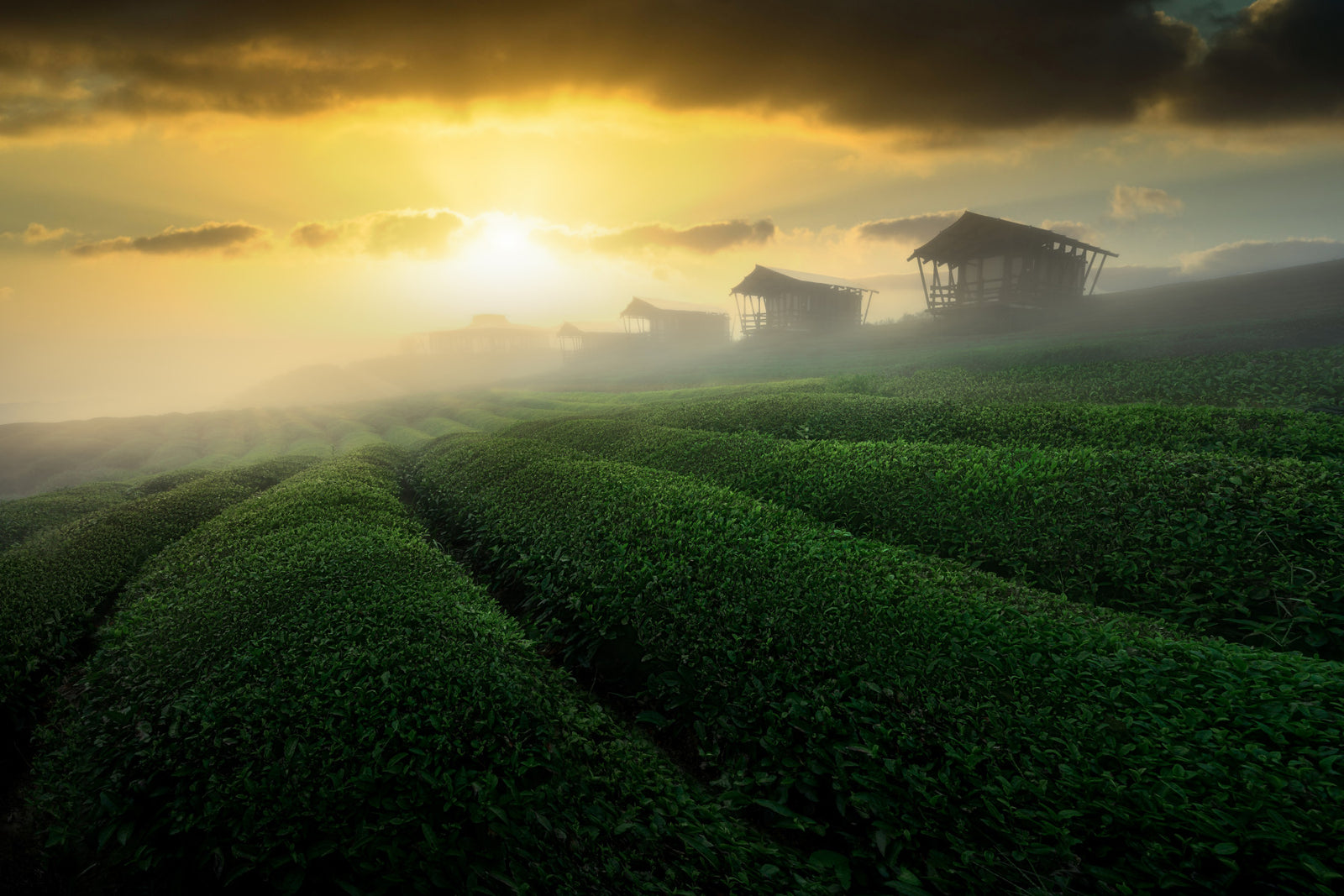 Golden Mist Tea Estate Wall Mural -2353176