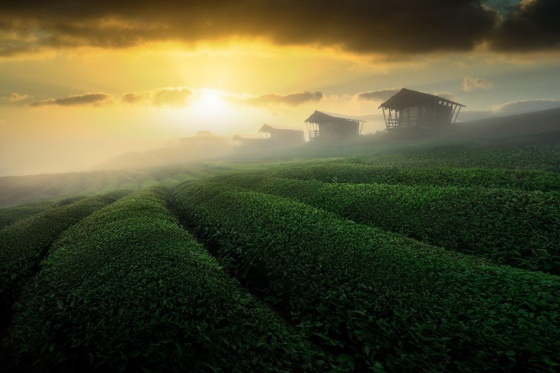 Golden Mist Tea Estate Wall Mural -2353176