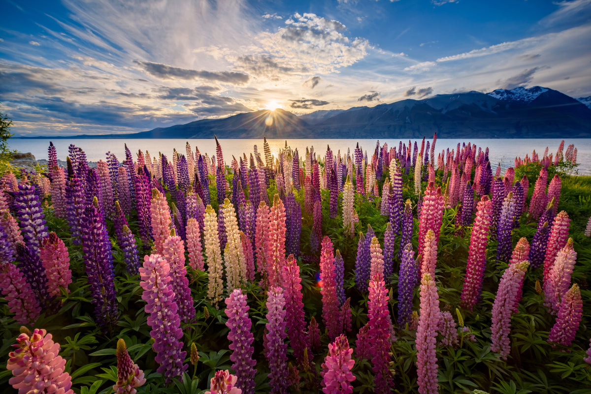 Floral Lake Dawn Wall Mural -2306485 in your room — zoomed