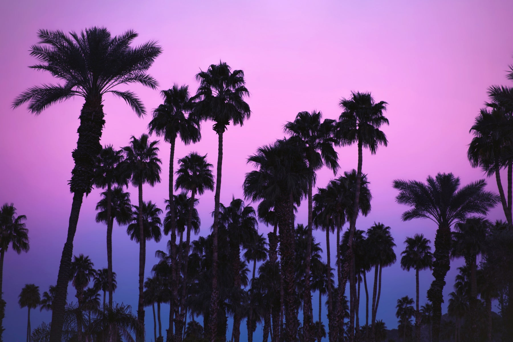 Tropical Dusk Palms Wall Mural -2226294