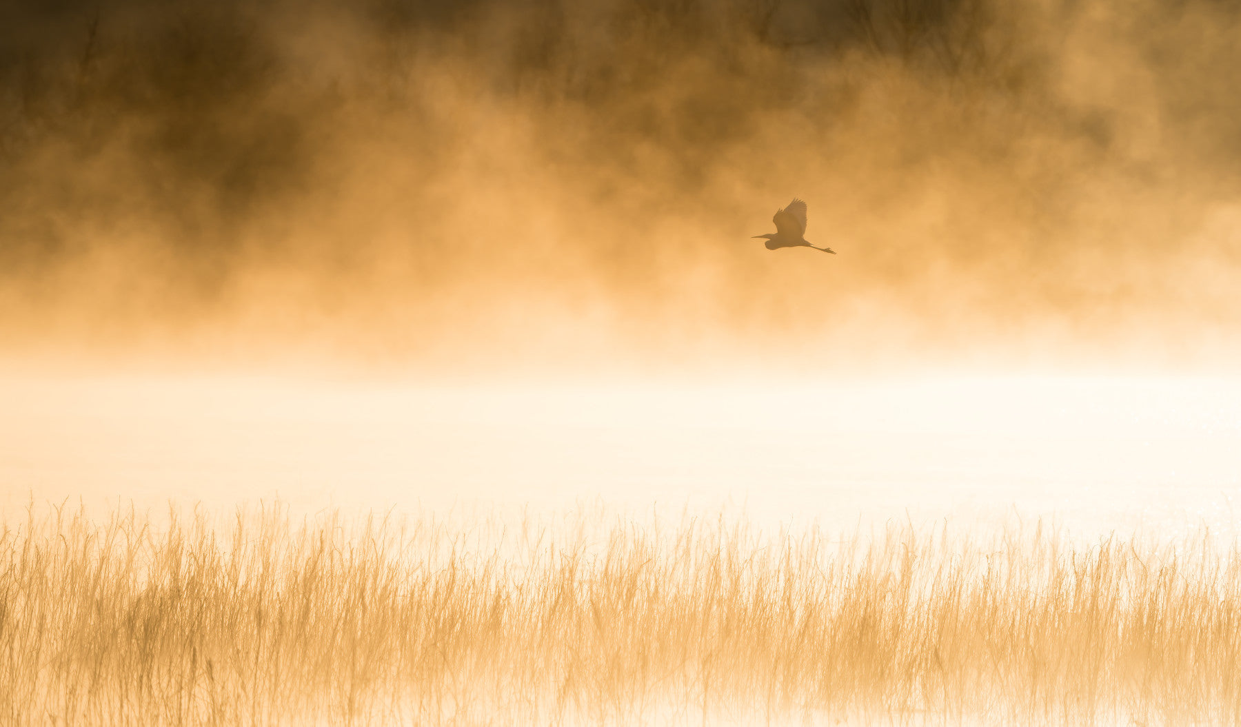 Golden Hour Flight Wall Mural -2227022 in your room — zoomed