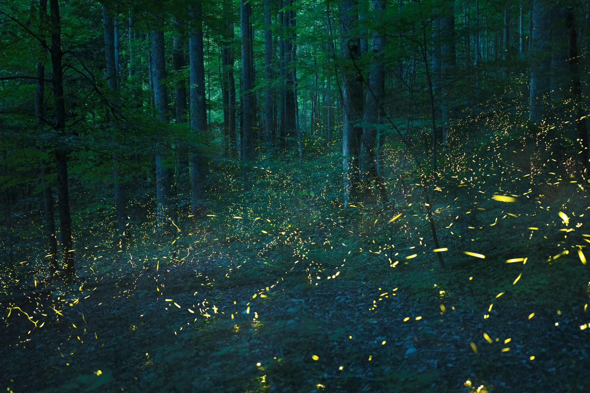Glowbug Grove Wall Mural -2536735 in your room
