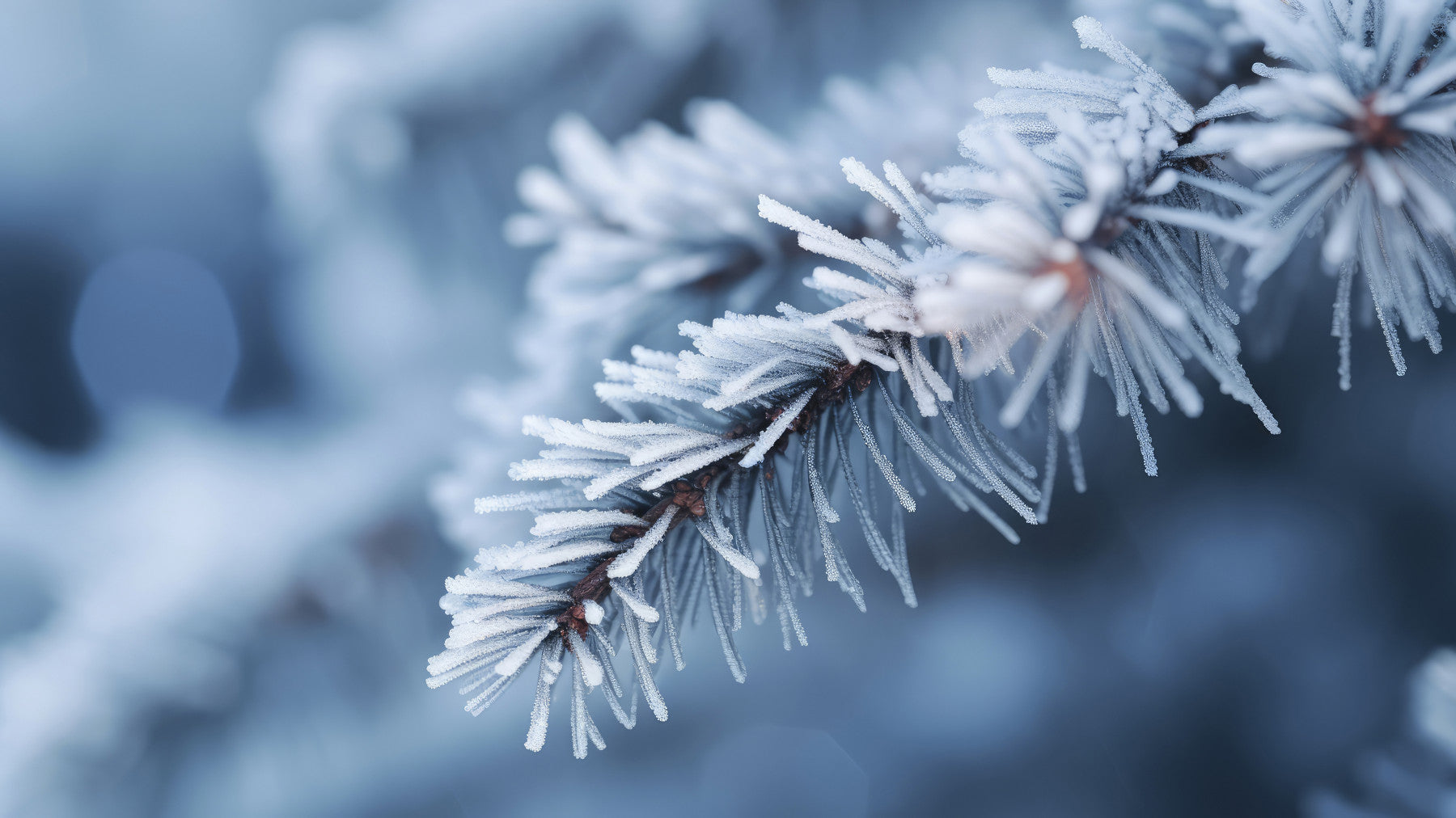 Icy Branch Serenity Wall Mural -2559591 in your room — zoomed