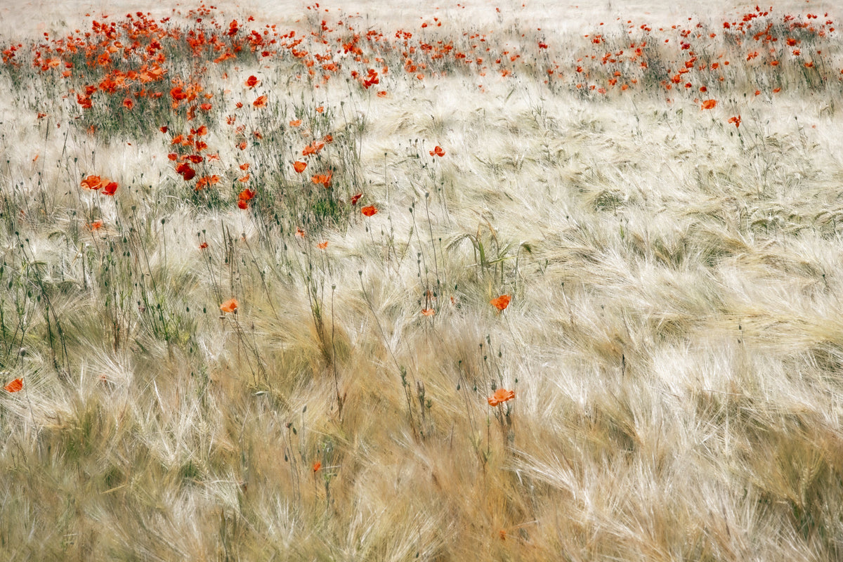 Poppy Field Dreams Wall Mural -2539580 in your room