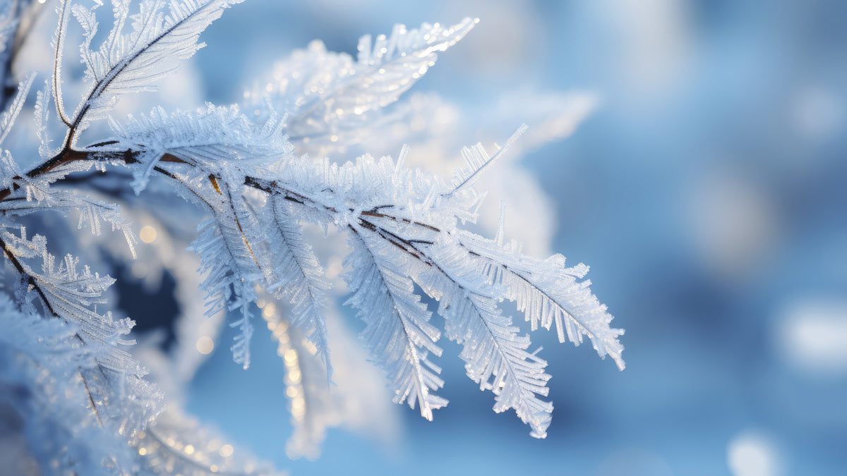 Icy Fronds Wall Mural -2559594 in your room — zoomed