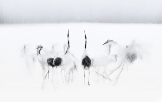Crane Dance in White Wall Mural -2208006