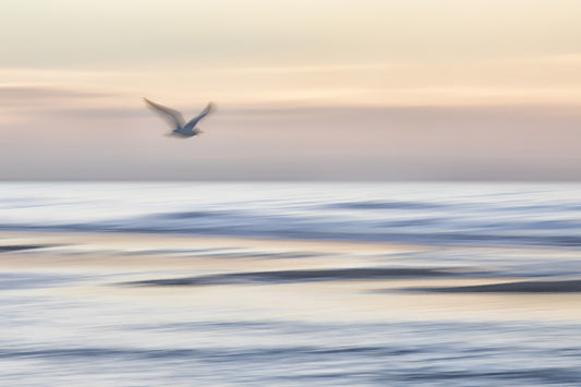 Fotomurale "Volo di gabbiano" - 2334911