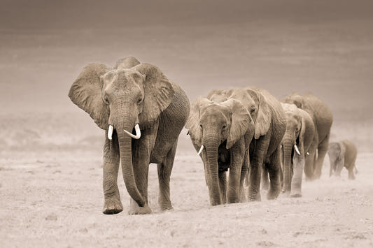 Elephant Journey Wall Mural -2526083
