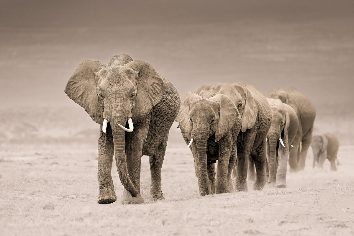 Elephant Journey Wall Mural -2526083 in your room