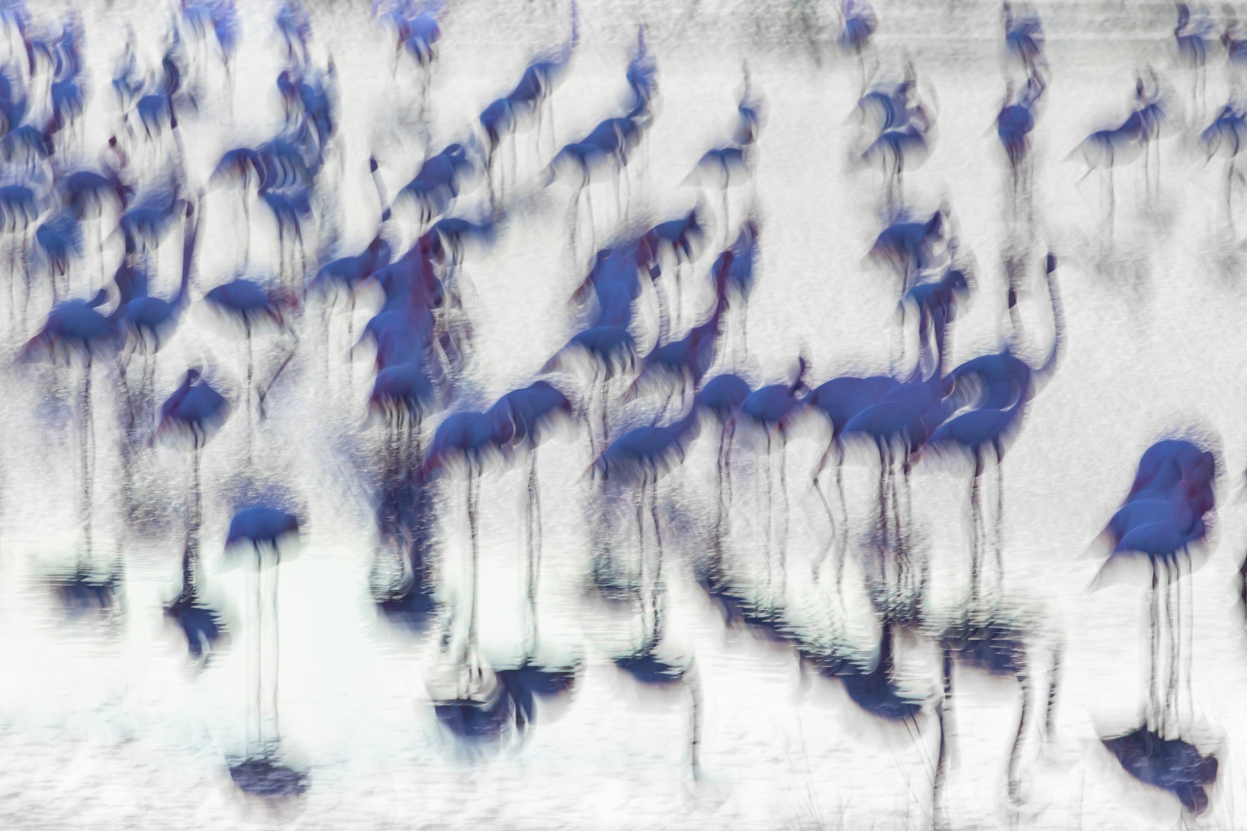 Flamingo Mirage Wall Mural -2171145 in your room — zoomed