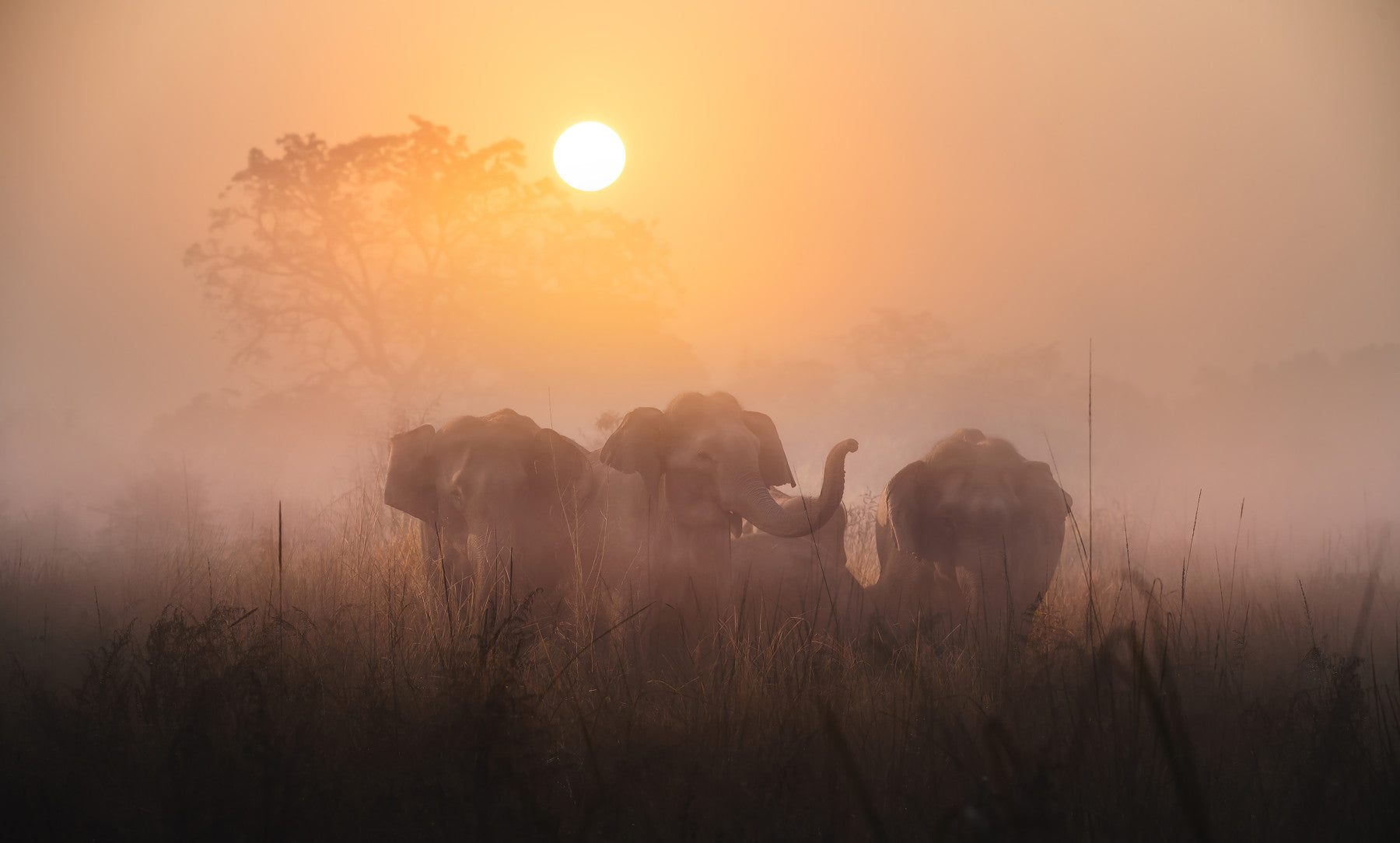 Golden Dawn Elephants Wall Mural -2425886 in your room — zoomed