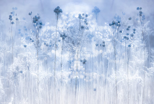 Frosted Dreams Wall Mural -2431561