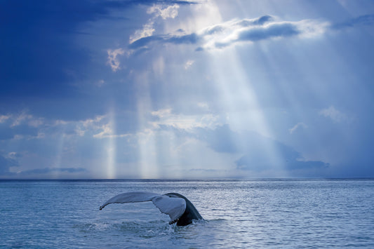 Fotomurale Ocean's Grace - 2328163