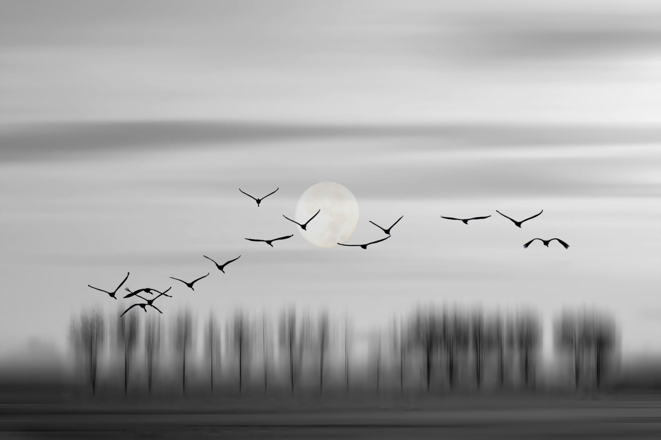 Lunar Flight Wall Mural -2275637
