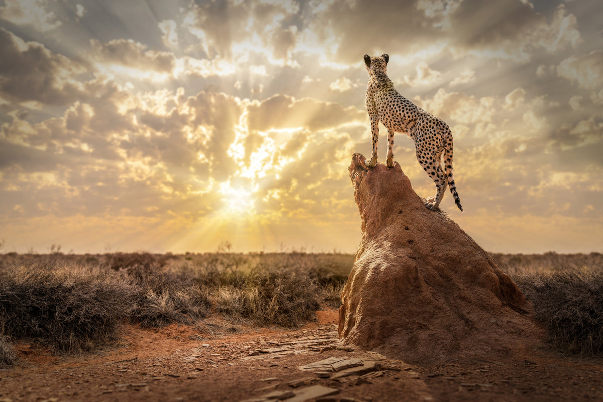 Muurschildering Cheetah's Domain - 2244885 in your room