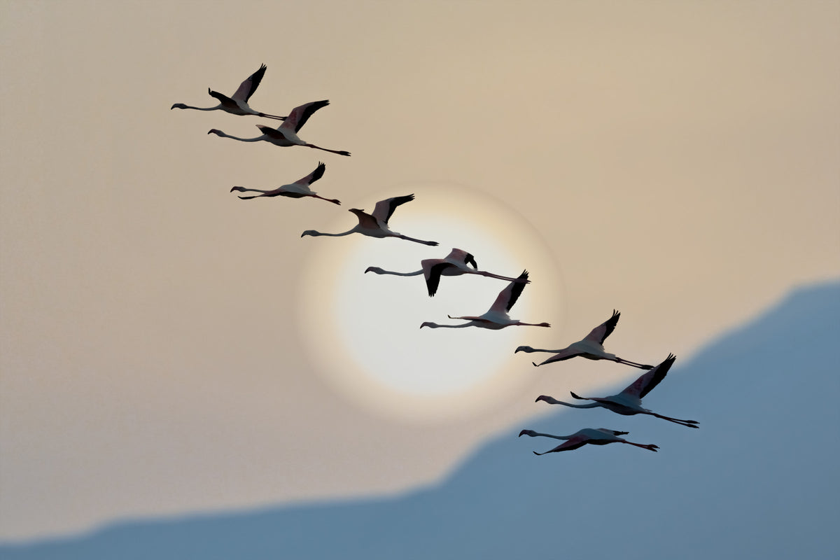 Flamingo Flight at Dusk Wall Mural -2111751 in your room — zoomed