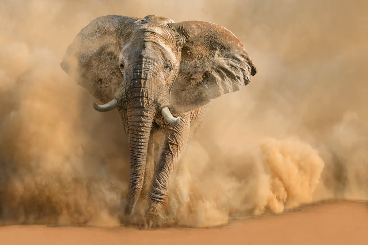 Dust Storm Charge Wall Mural -2244884 in your room — zoomed