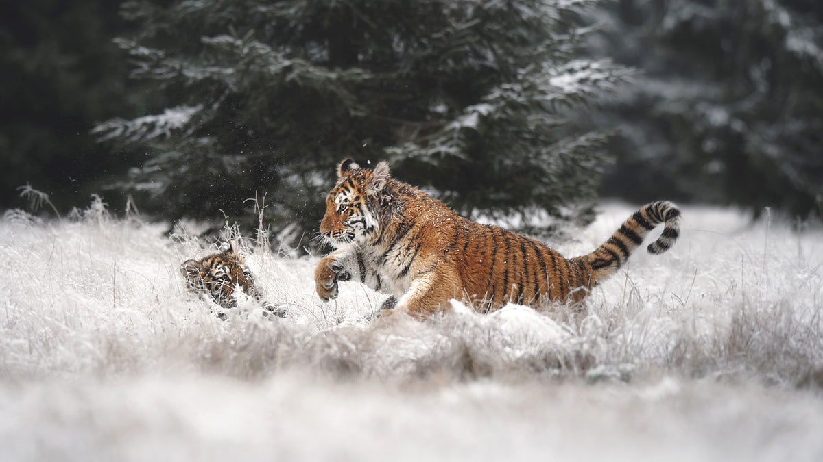 Winter Play: Tiger Cubs Wall Mural -2194650 in your room — zoomed