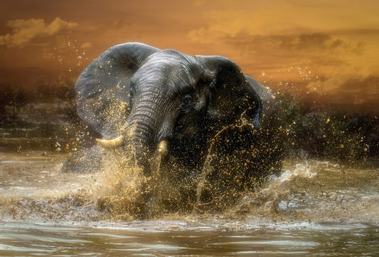 Elephant Plunge Wall Mural -2601164