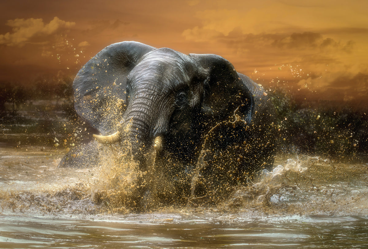 Elephant Plunge Wall Mural -2601164 in your room